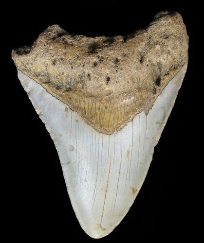 Bargain, Megalodon Tooth - North Carolina #67095